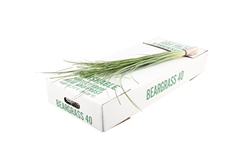 Xerophyl Beargras Bs 60cm