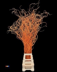 Salix 130cm Orange