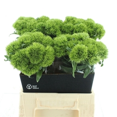 Di Barb Kiwi Mellow 45cm