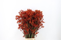 Anigoz Gold Fever 82cm