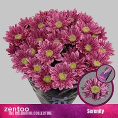 Chr T Serenity 70cm 85gram