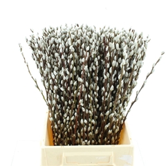 Salix Ca Snow Flake 50cm