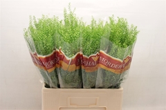 Thlaspi Green Bell 65cm 12gram