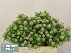 Leucad L Jad Pe Vert 40cm