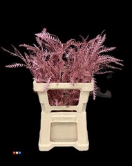 Grevillea Ivanhoe Metallic Pink