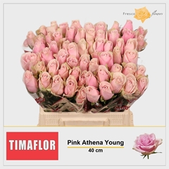 R Gr Pink Athena 40cm