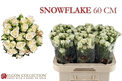 R Tr Snowflake 60cm 55+