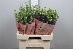 Eus E Bohemi Black Vio 70cm