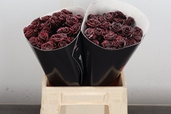 R Tr Colortreated 40cm 5+