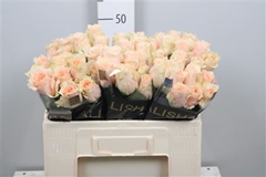 R Gr Harmony Peach 50cm