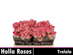 R Tr Tralala 50cm 55+