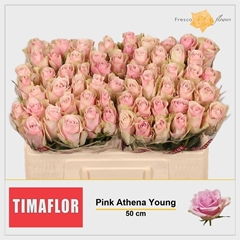 R Gr Pink Athena 50cm