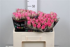 R Gr Royal Jewel 50cm