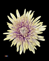 Chr G Topspin Purple Fresh