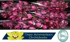 Cymb T Red Dream 80cm