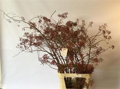 Rosa Corallo 120cm