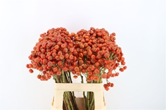 Rosa (ROZEBOTTEL) 60cm