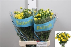 Ran Butterfl Phytalo 70cm 30gram