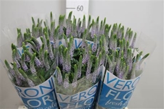 Veron Clea June 60cm