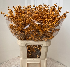 Ilex Ve Gold Verboom
