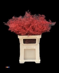 Limonium Red