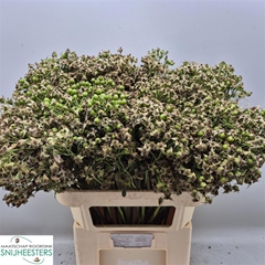 Rosa Mag Autum Glory 80cm