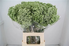 Ammi Visnaga 70cm