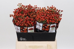 Rozenbottel Autumn Rosefruits 40cm