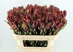 Leucad Safari Sunset 60cm