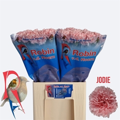 Di St Jodie