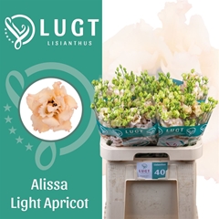 Eus G Alissa L Apric