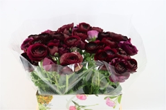 Ran Su Nerone 40cm