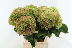Hydr M Whi Verena Cl 80cm 22cm Ø