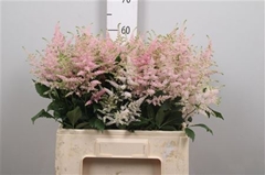 Astil Jap Europa 60cm