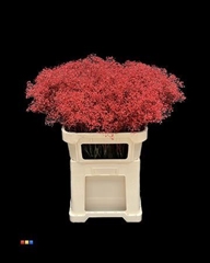 Gyps Million Star Red