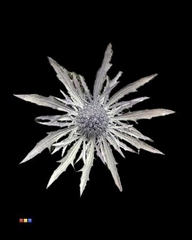 Eryngium Metallic Light Purple