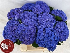 Hydr M Royal Kiss 65cm 17cm Ø