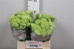 Viburnum Roseum St 40cm