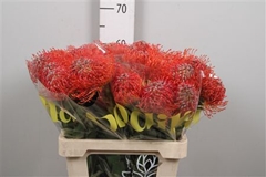 Leuco Crimson 60cm