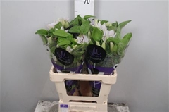 Clem Amazing Vienna 60cm 23 4