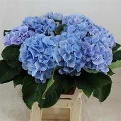 Hydr M Verena Blue 60cm 19cm Ø