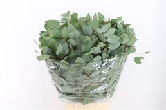 Eucalyptus Blad Bunch 70cm 200gram