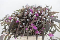 Eucalyptus Blad Bunch 60cm 300gram