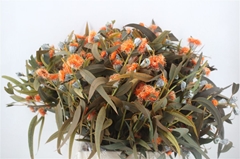 Eucalyptus Blad Bunch 60cm 300gram