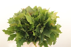 Querc Rubra 60cm