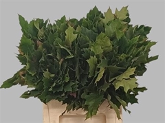 Querc Rubra 60cm