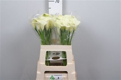 Zant Bridal Bliss 60cm