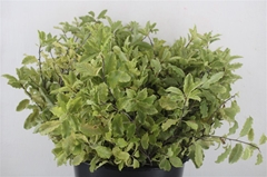Pittosporum 50cm 150gram