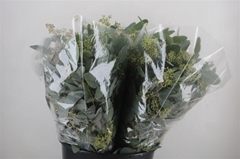 Euc Polyan Frui P Bs 45cm 150gram