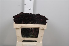 Cosmos Black Beauty 45cm